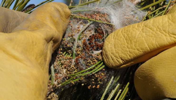 nido di processionaria 