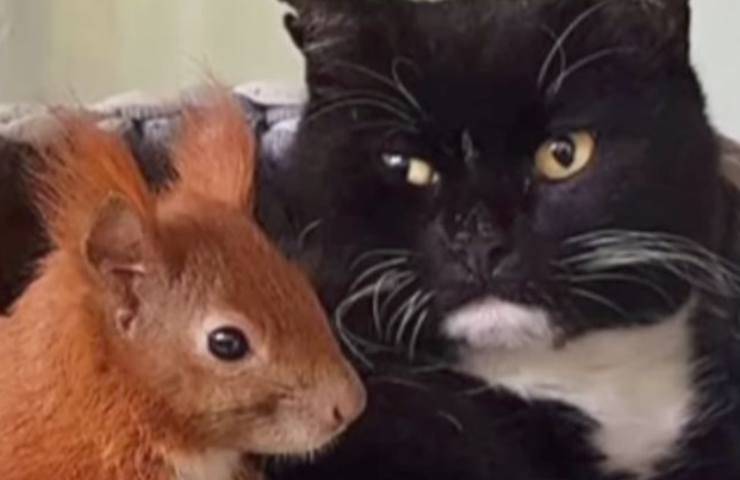 Gatto e scoiattolo vicini 