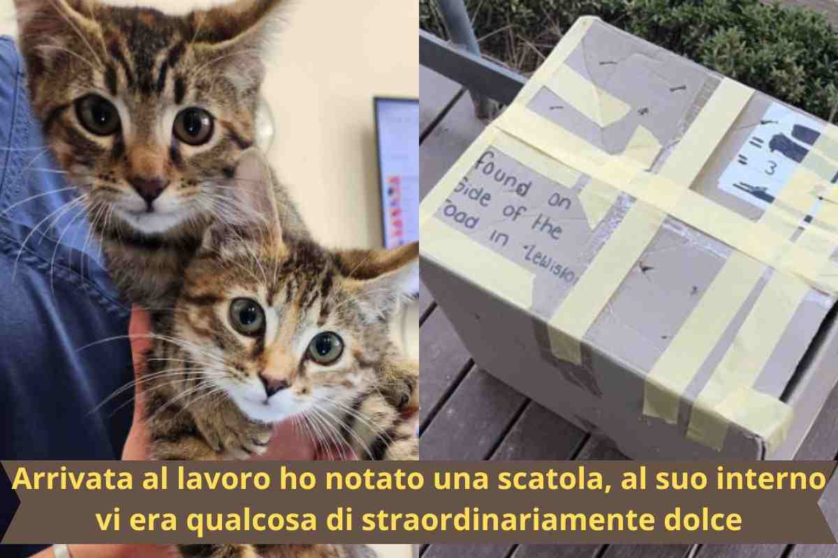 Gattine e scatolo