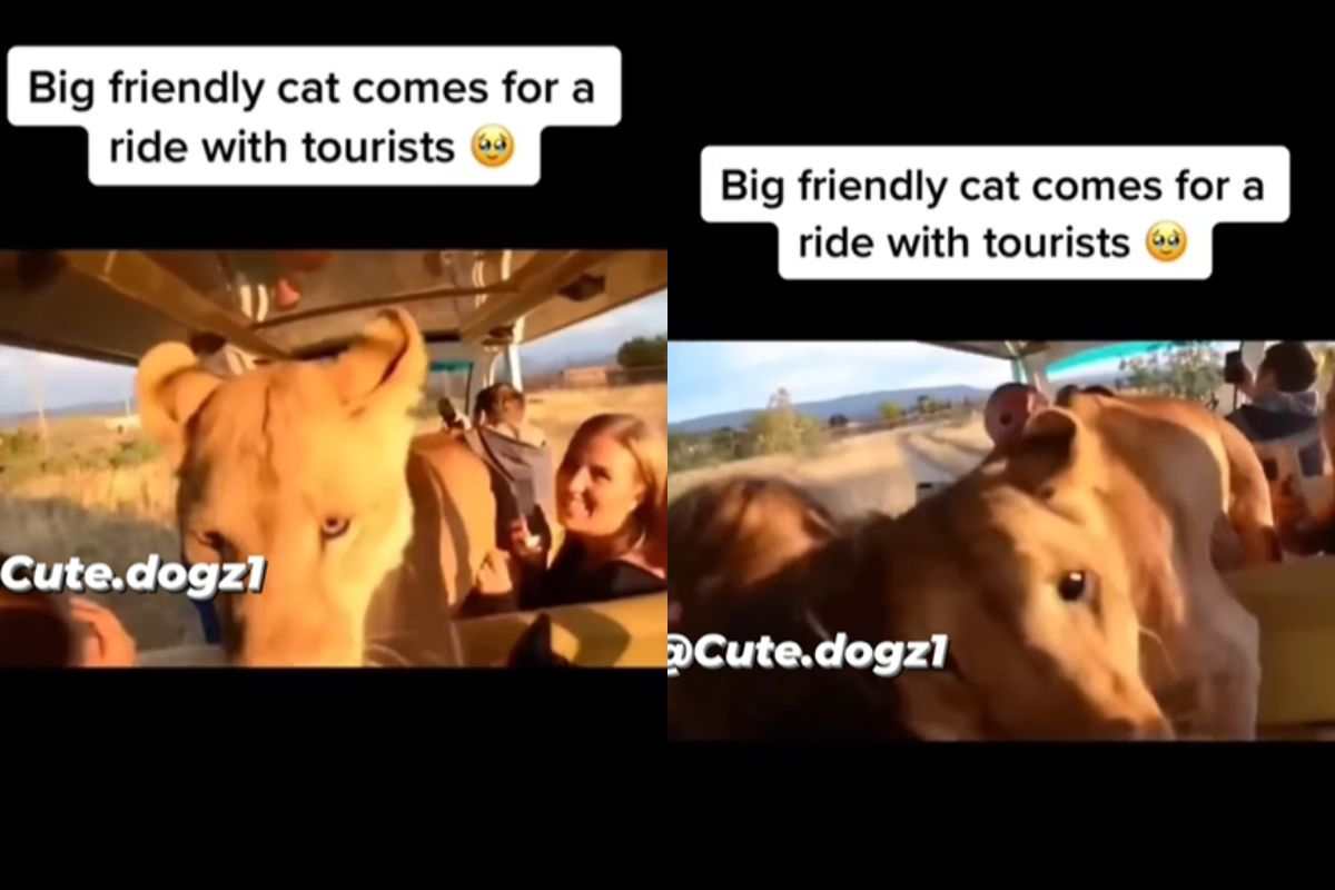 Attimi di terrore, poi si rendono conto di una realtà che proprio non si aspettavano! Voleva solo le coccole