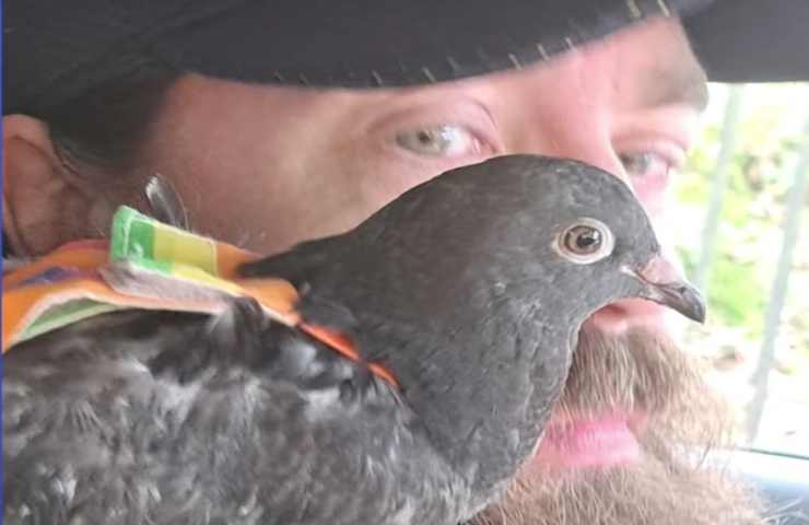 Bobbi il piccione salvato da morte certa diventa il suo animale domestico per scelta 