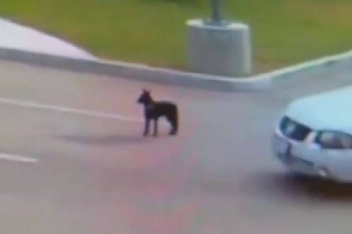 Cane vicino alla macchina