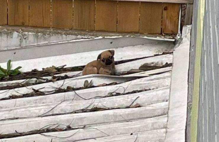 Cane bloccato sul tetto