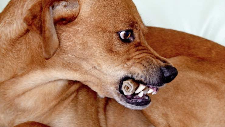 Cane che mostra i denti ringhiando 