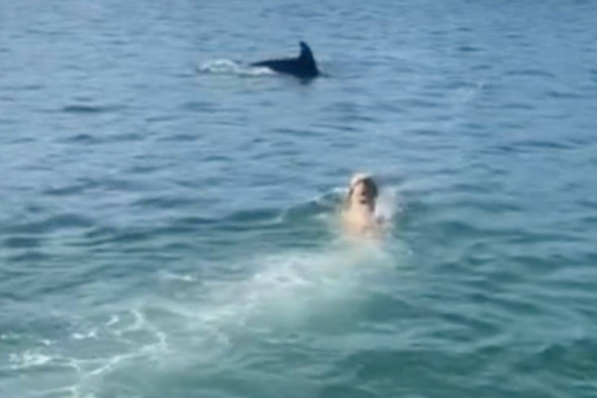 Golden retriever e delfino nuotano nell’oceano