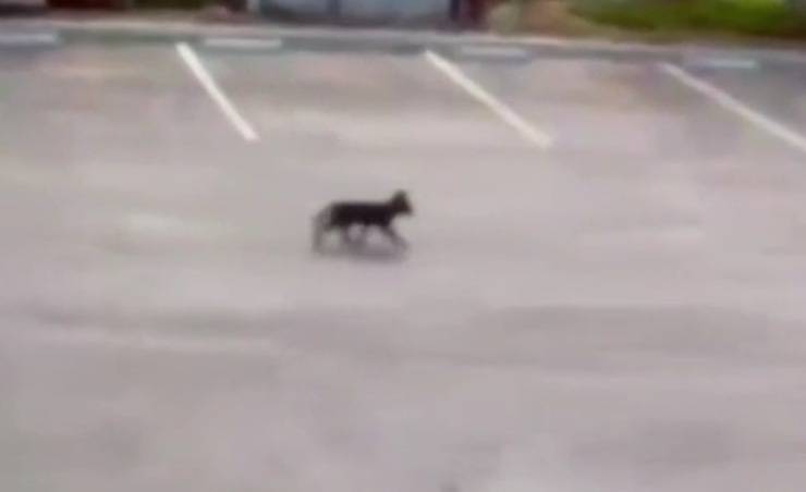 Cane insegue la macchina 