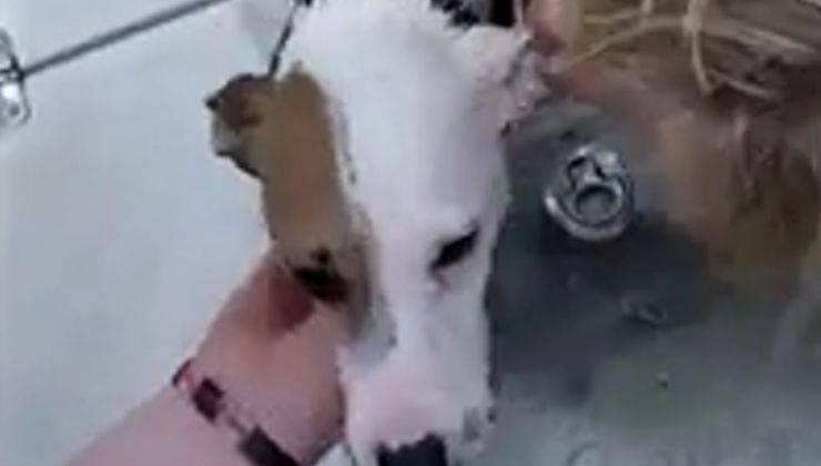 Cane salvo sulla barca 