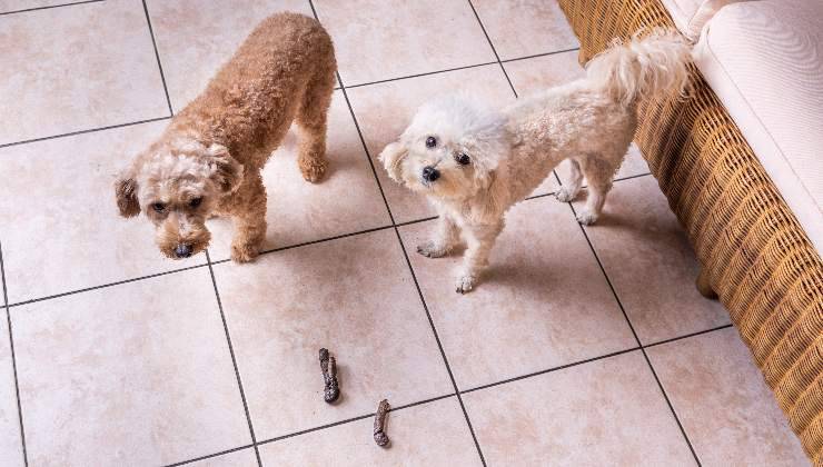 Cani in casa che fanno i loro bisogni senza uscire