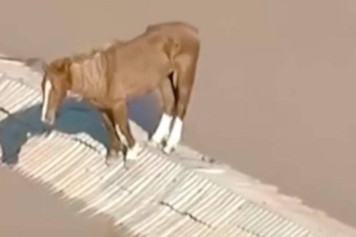 Per scampare alla furia dell'acqua si rifugia su un tetto: il video del salvataggio lascia tutti senza parole