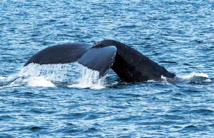 Coda della balena 