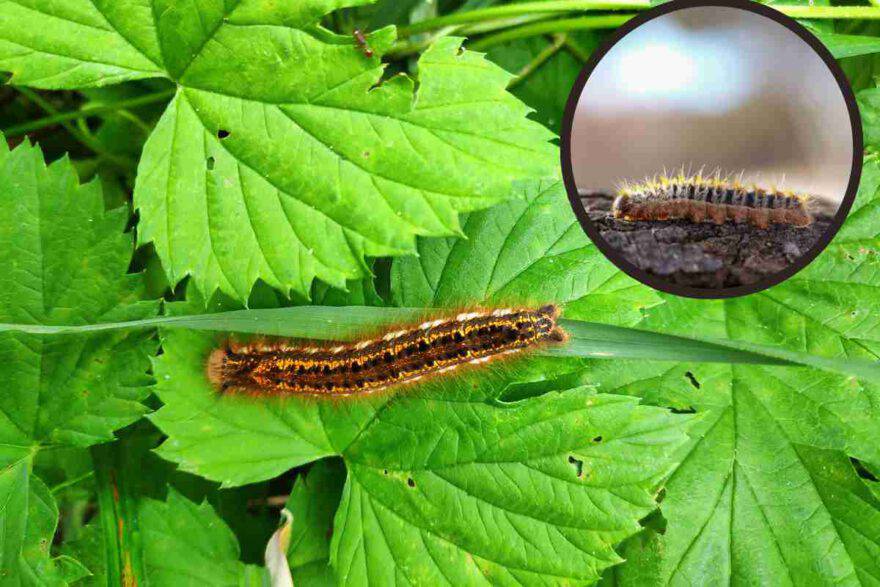 le conseguenze se si tocca una processionaria
