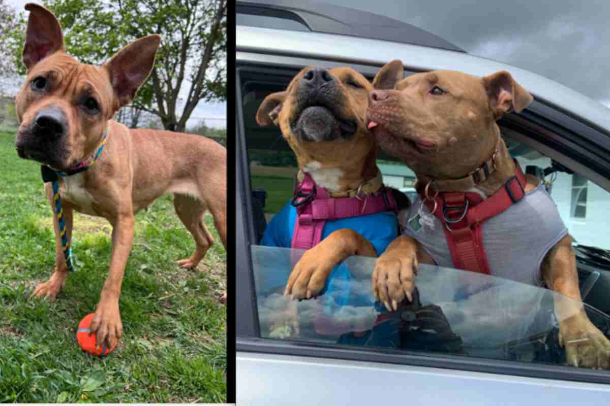 Duchessa e Orso: nessuno la voleva ora è la più amata in assoluto
