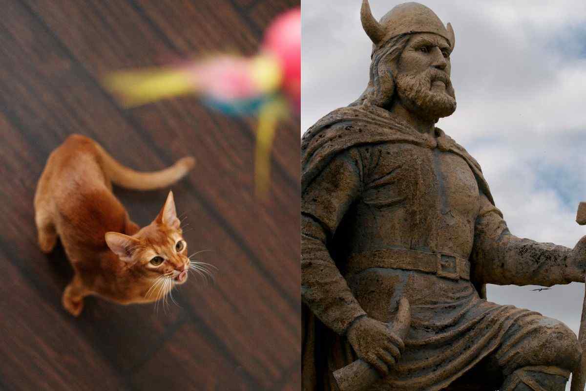 Gatti rossi e Vichinghi hanno qualcosa di speciale in comune: da non credere