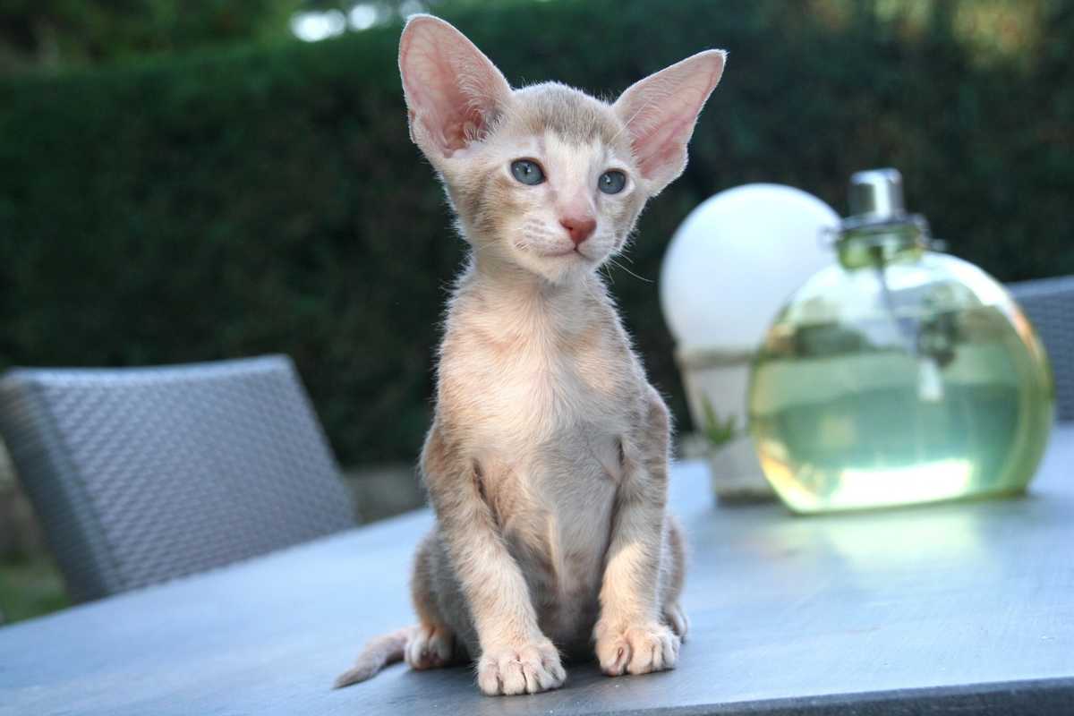 Gattino con orecchie grandi