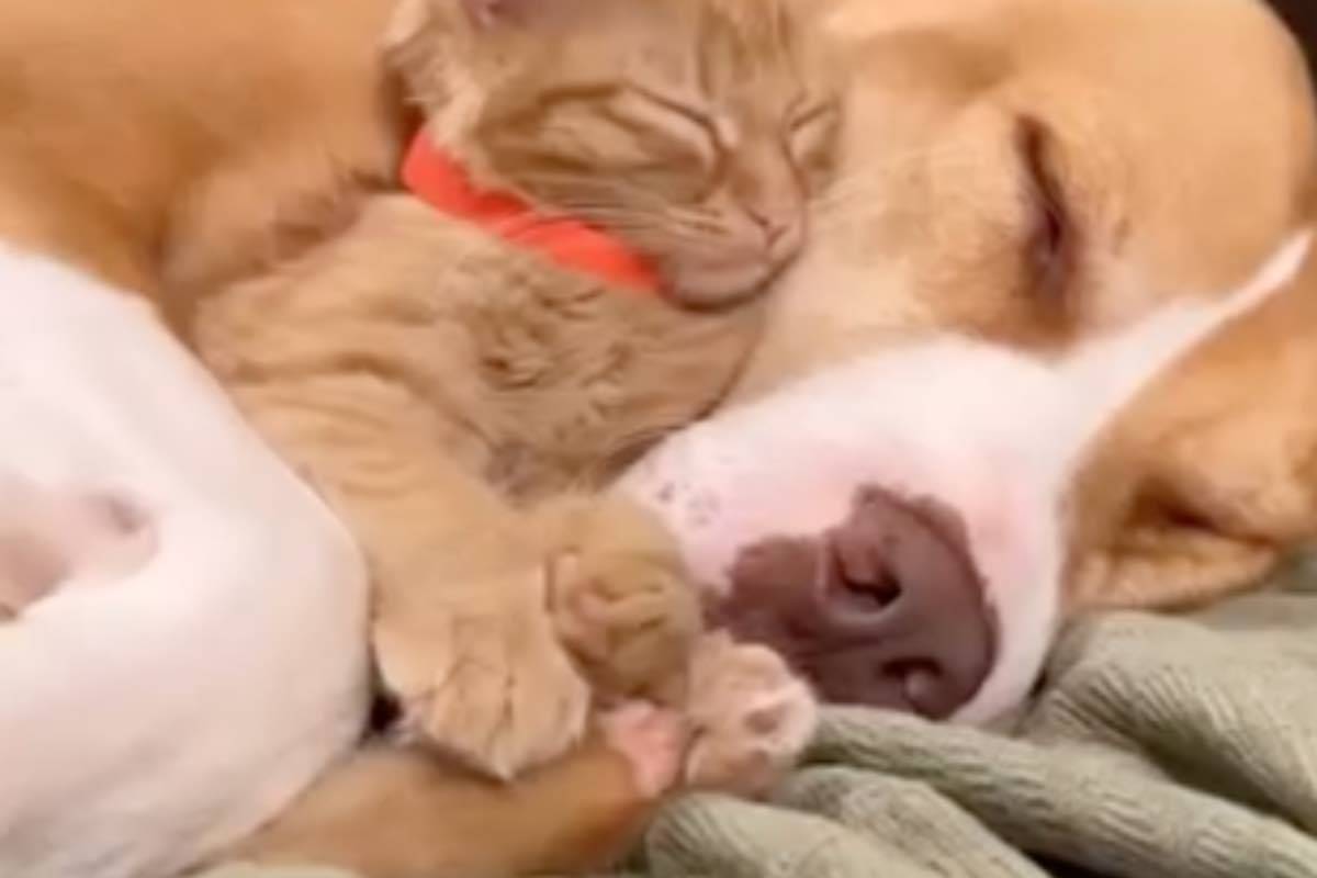Mamma pitbull sdraiata con piccolo gatto arancione