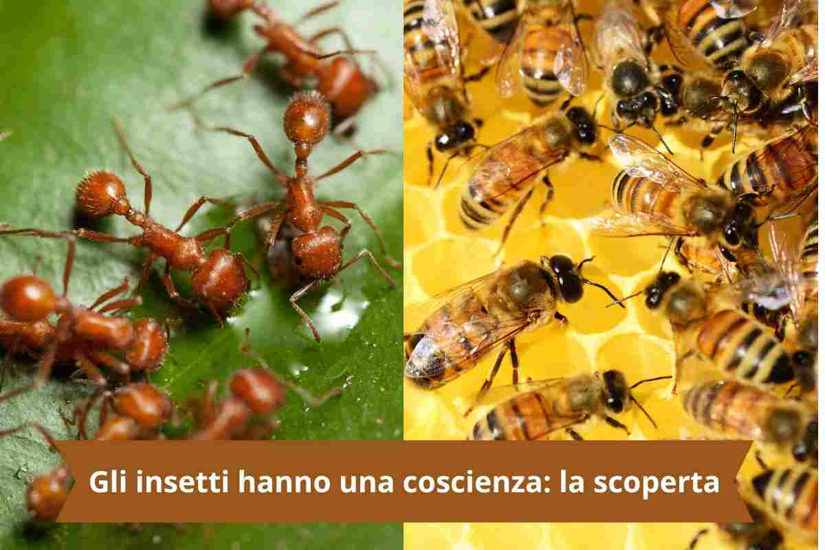 Api e formiche