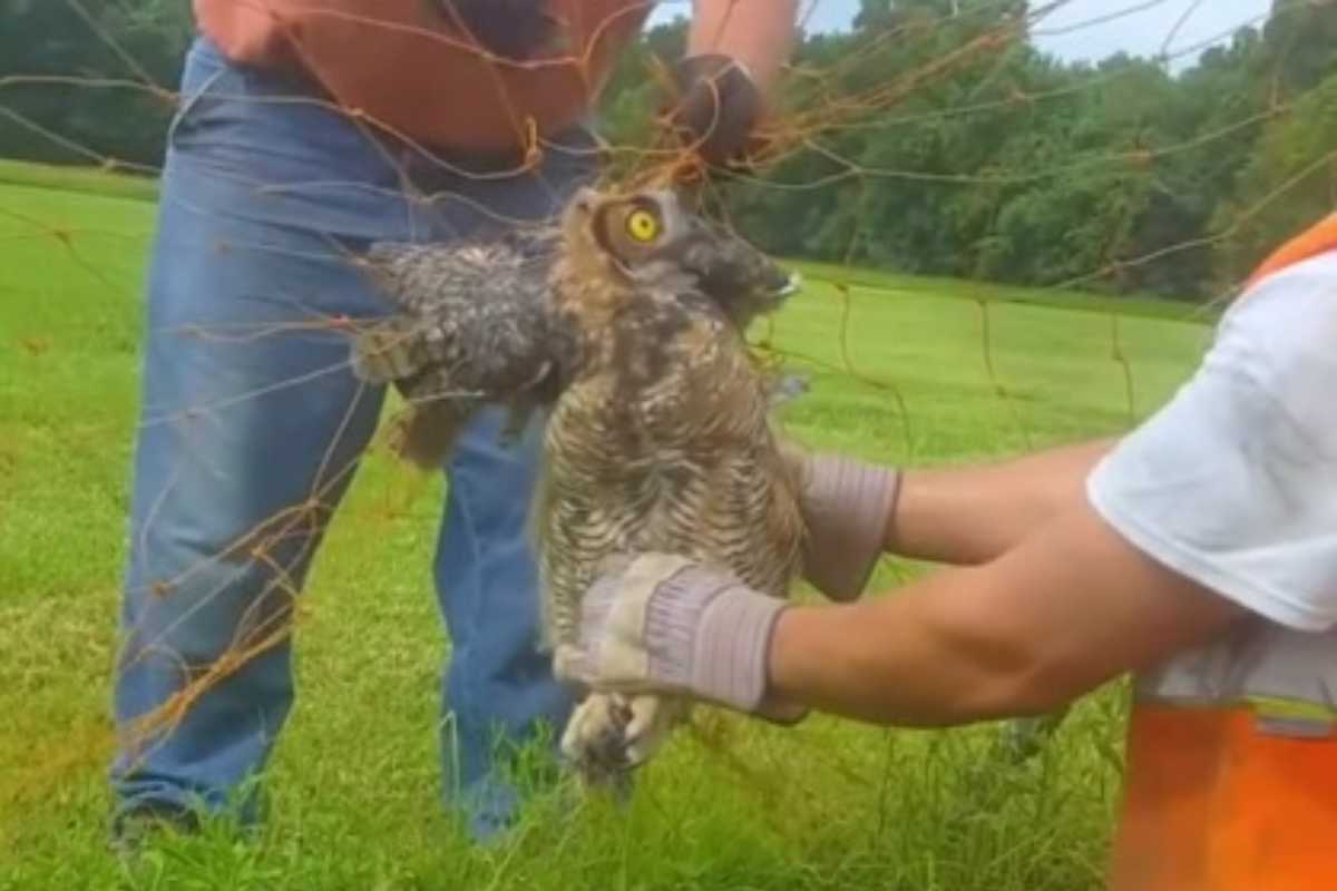 Gufo impigliato in una rete