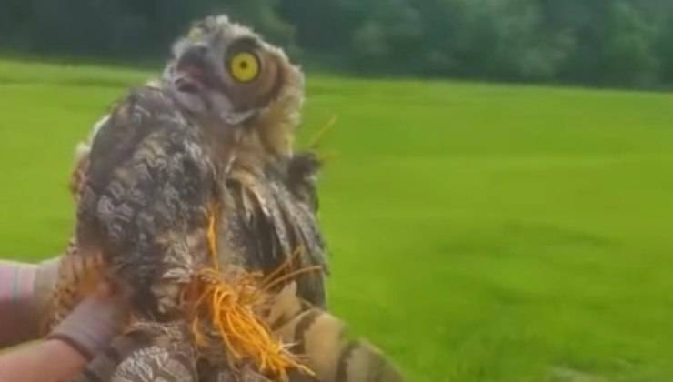 Gufo libero dalla rete 