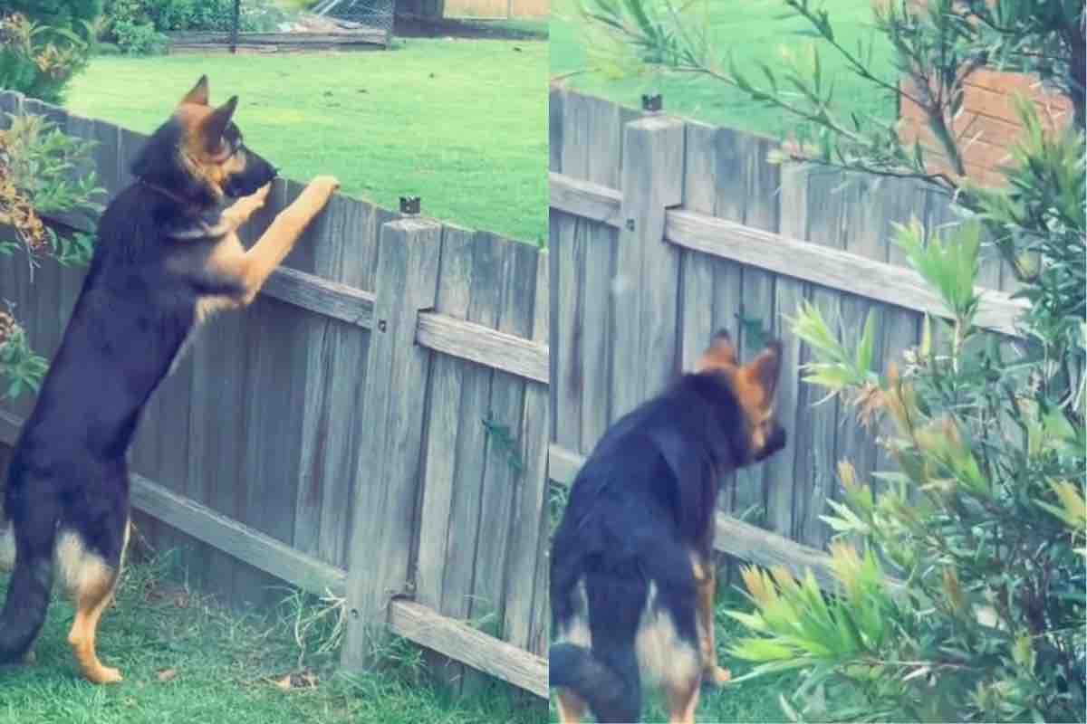 L'amicizia unica che supera letteralmente le barriere: cucciolo si reca ogni giorno da lui nonostante gli ostacoli
