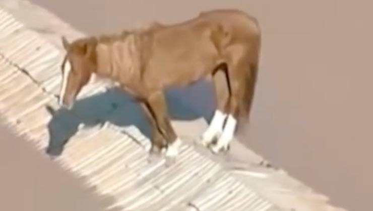 Cavallo bloccato sul tetto della casa allagata in Brasile 