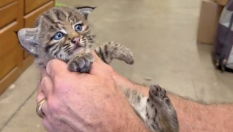 Cucciolo di lince nelle mani del volontario 