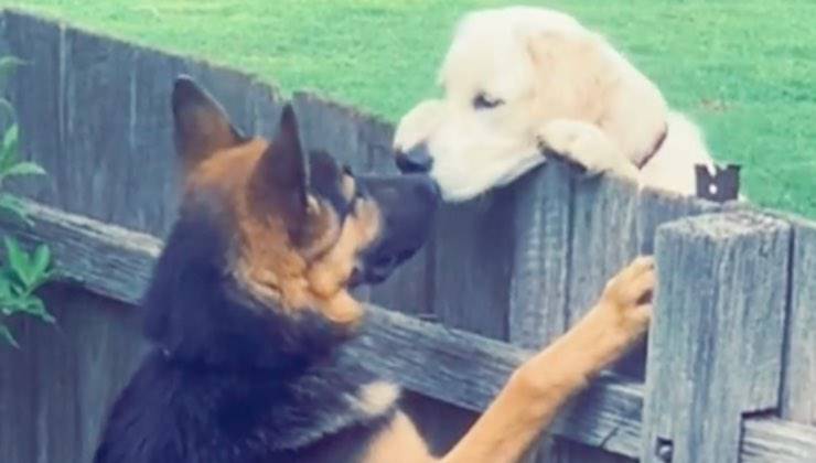 Il migliore amico di Yirri (TikTok buddyletch - Amoreaquattrozampe.it)