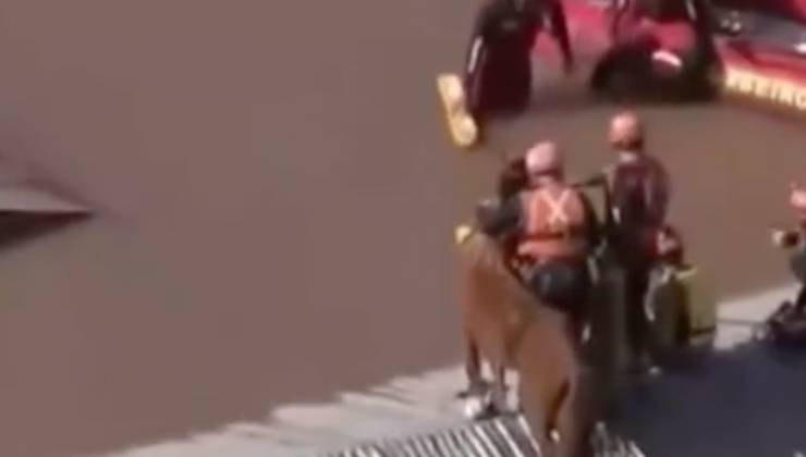 Protezione civile soccorre il cavallo sul tetto dell’abitazione 