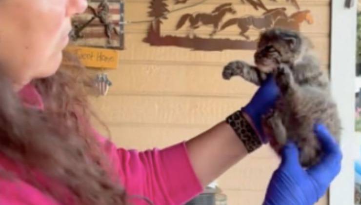 Piccolo animale raro con volontaria del California Wildlife Center