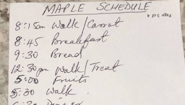 Lista lasciata dal papà dello Shih Tzu per la dog-sitter 