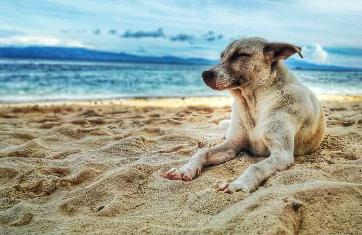 Anche loro soffrono il caldo: tutte le razze che non sopportano le alte temperature