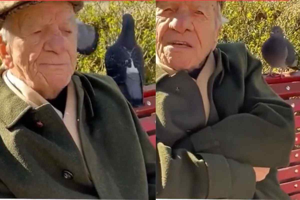 Le parole di un uomo saggio non sbagliano mai: "Loro sono i miei amici, l'uomo è troppo stupido per essere amico" (Video)