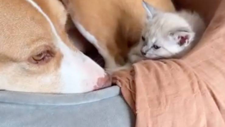 Pitbull beige e bianco con cucciolo di gatto grigio 