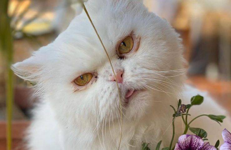 Il gatto di Federica Pellegrini 