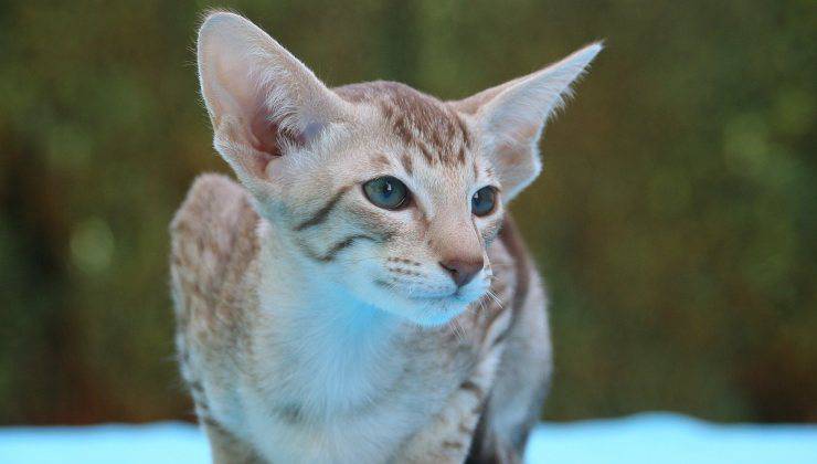 Oriental Shorthair