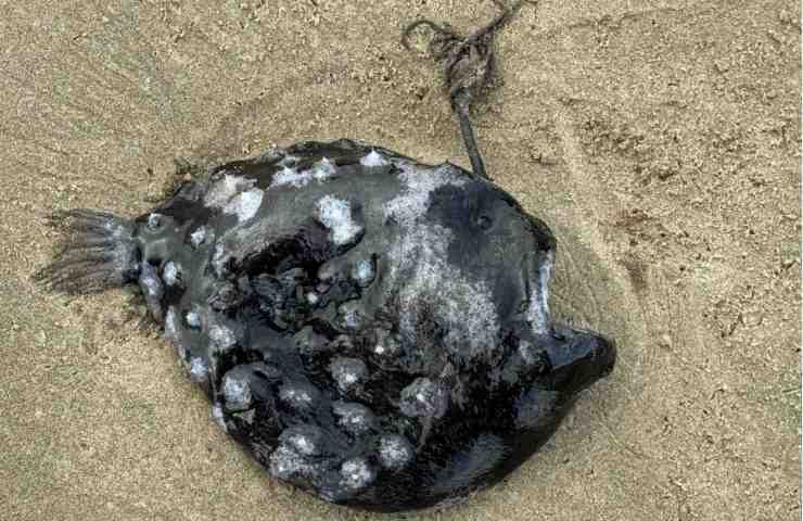 Pesce ritrovato sulla spiaggia 