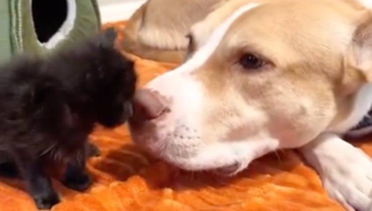Gatto nero orfano bacia pitbull bianco e beige