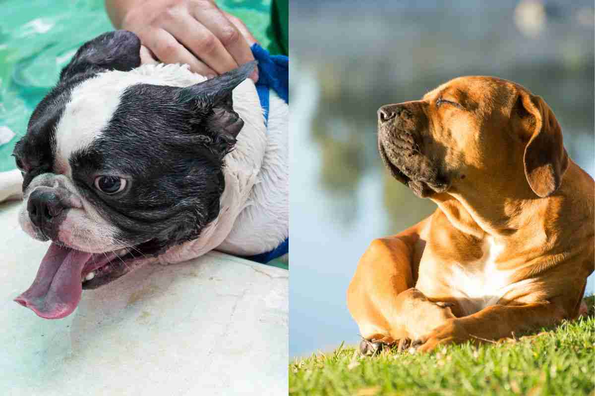 Anche loro soffrono il caldo: tutte le razze che non sopportano le alte temperature