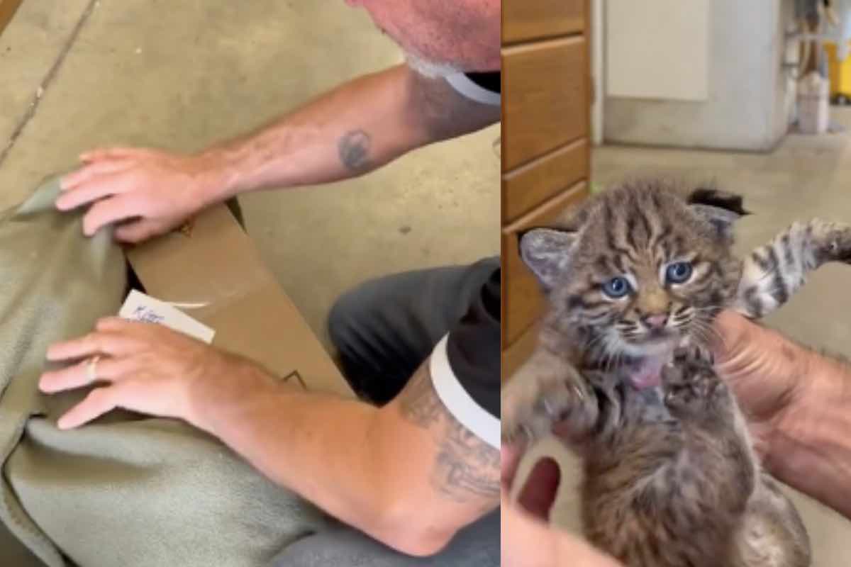 Raro cucciolo di animale estratto dalla scatola di cartone