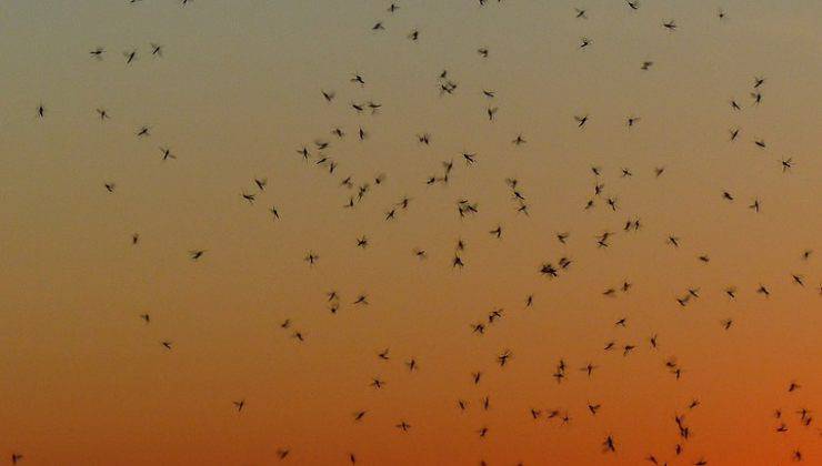 Sciame di zanzare al tramonto 