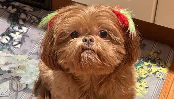 Il cane Maple accoglie con ciuffo colorato il papà 