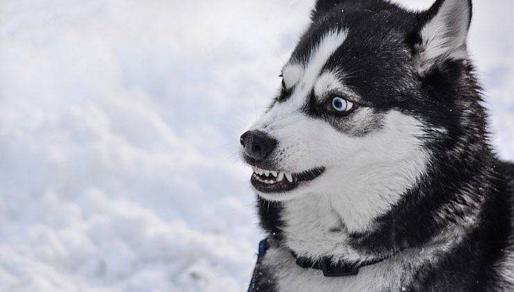 Siberian Husky rabbioso sulla neve