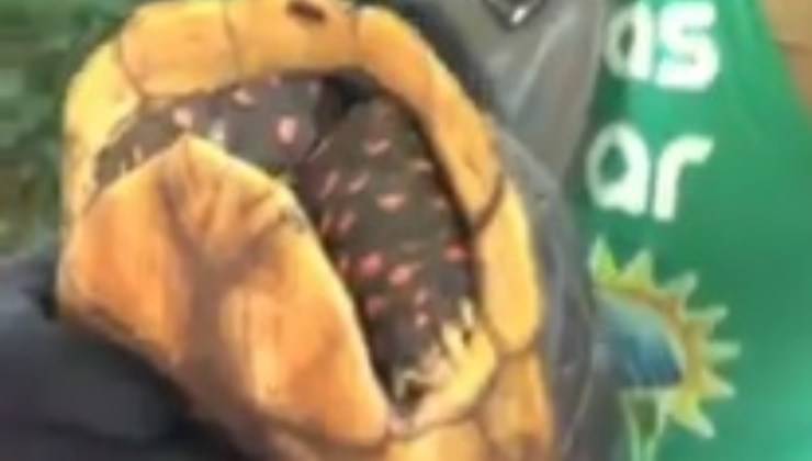 Tartaruga amazzonica 