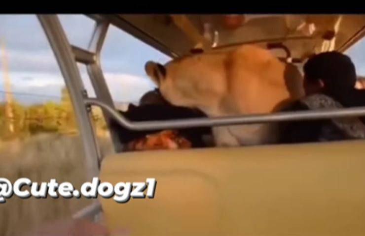 Tigre raggiunge l'ultima fila