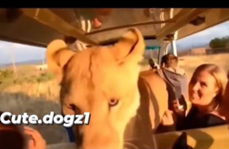 Tigre in macchina coi turisti