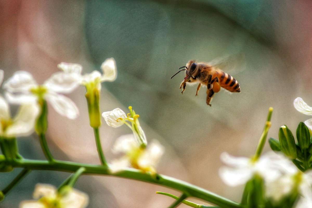 vespe e api