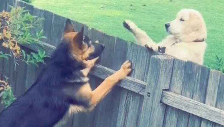Cane si sporge oltre la staccionata per incontrare il suo amico