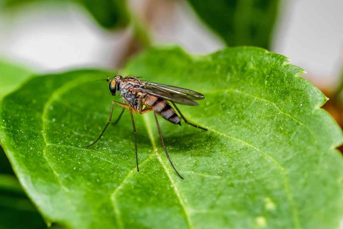 Una zanzara su una foglia