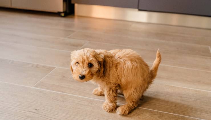 cane e i bisogni in casa