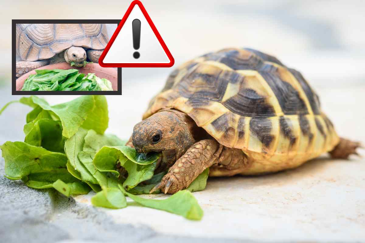 alimento velenoso tartaruga