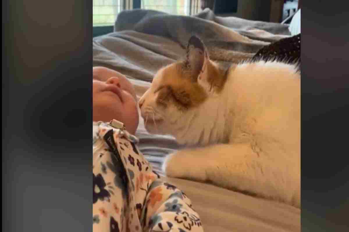 Bambini e gatti un amore unico dalle mille sfaccettature che porta allegria in ogni casa